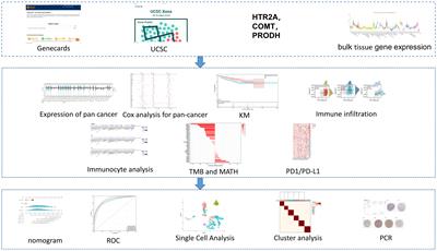 Prognostic and immunomodulatory roles of schizophrenia-associated genes HTR2A, COMT, and PRODH in pan-cancer analysis and glioma survival prediction model